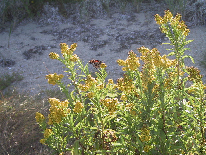 Description of the image