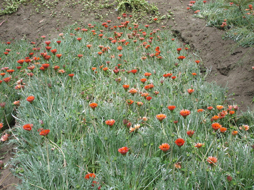 Description of the image