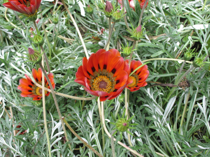 Description of the image