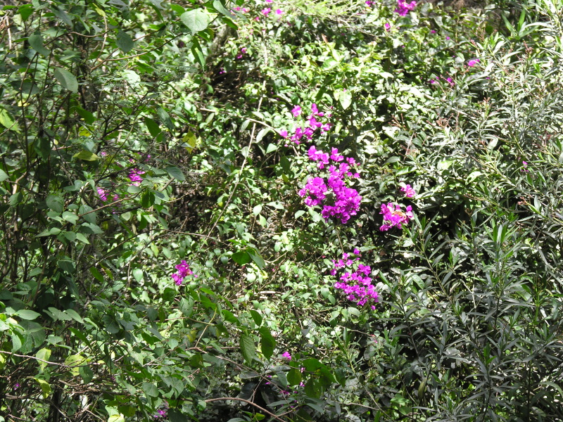 Description of the image