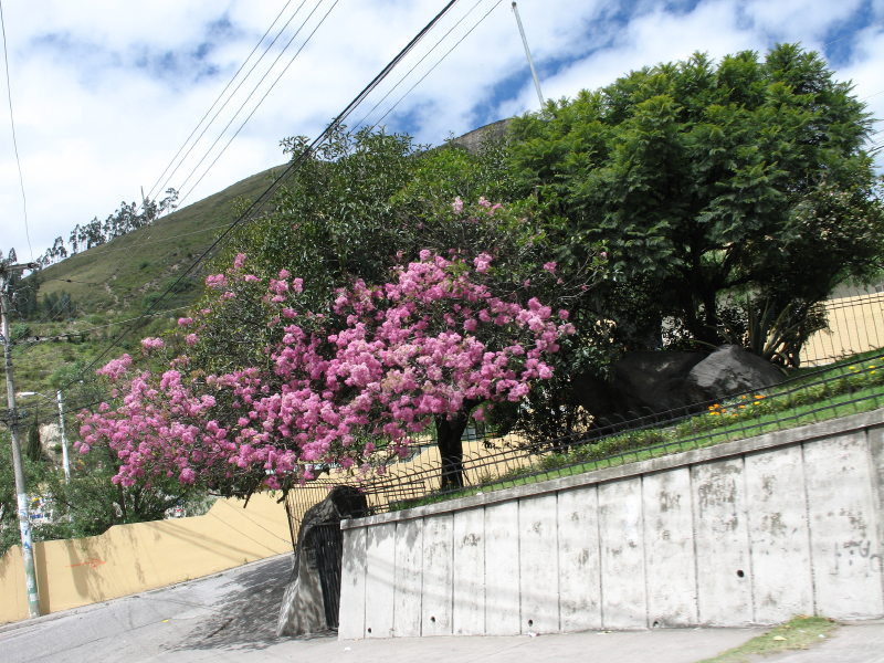Description of the image