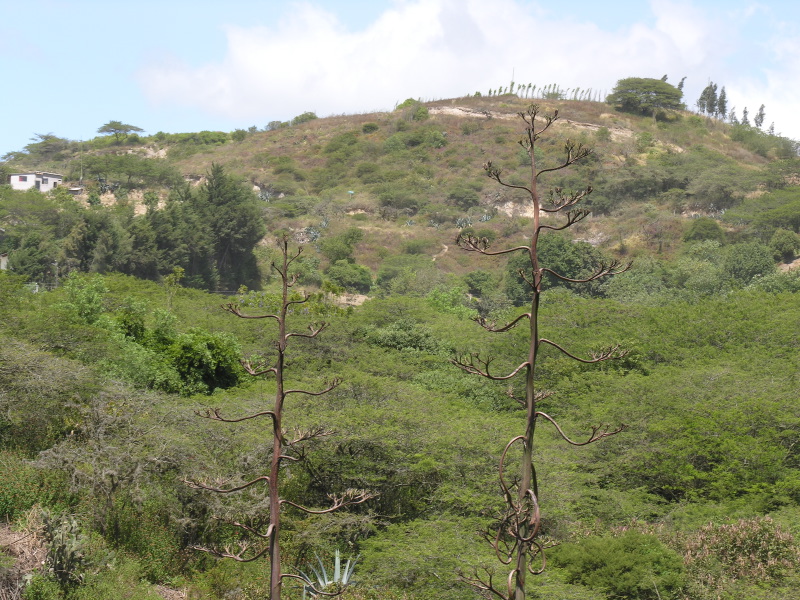 Description of the image