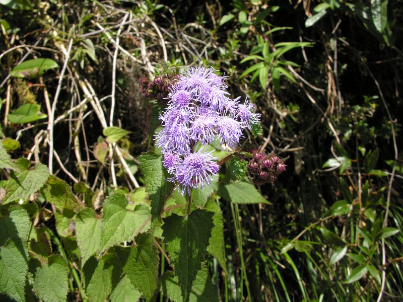 Description of the image