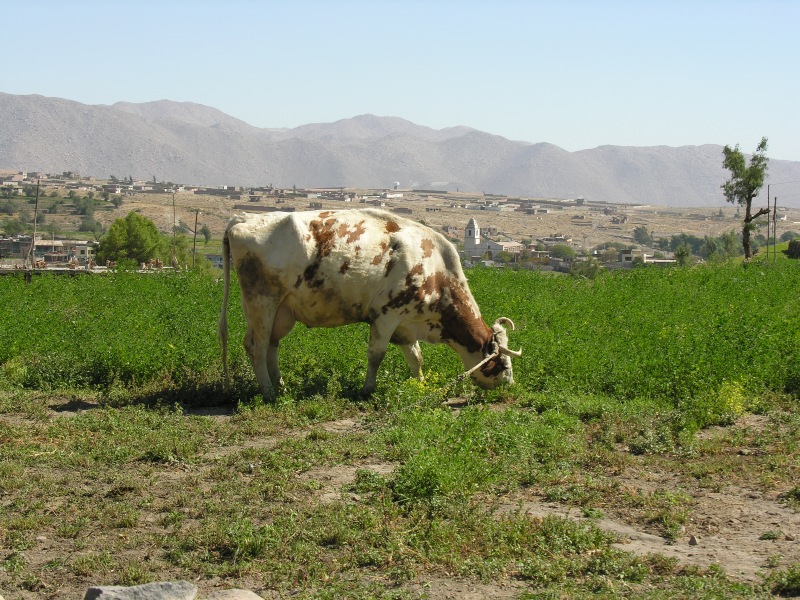 Description of the image