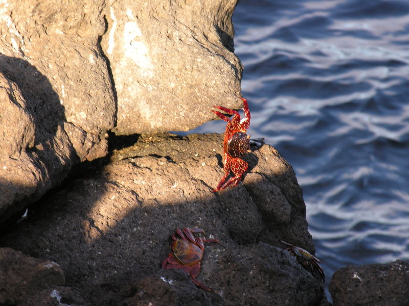 Description of the image