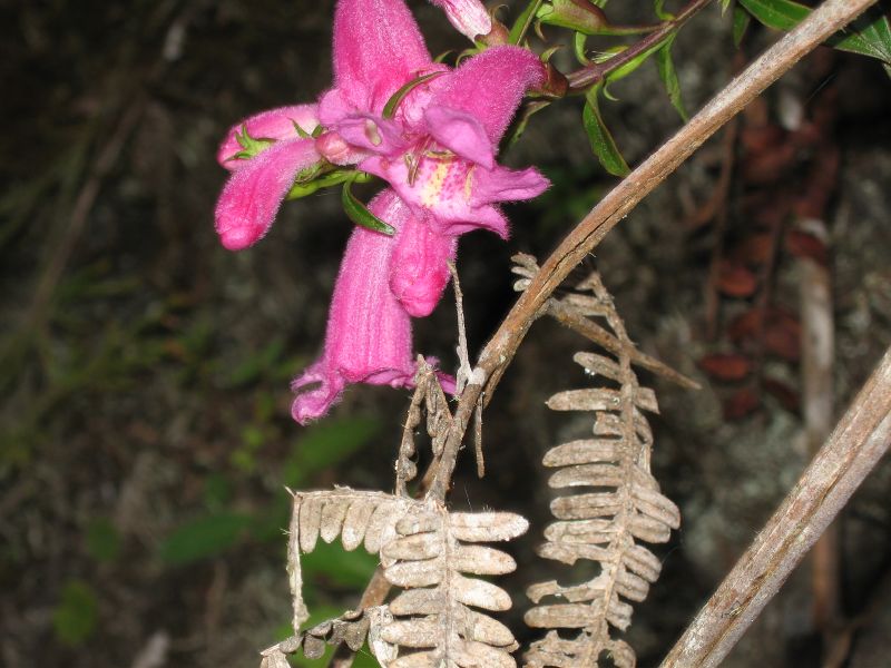 Description of the image