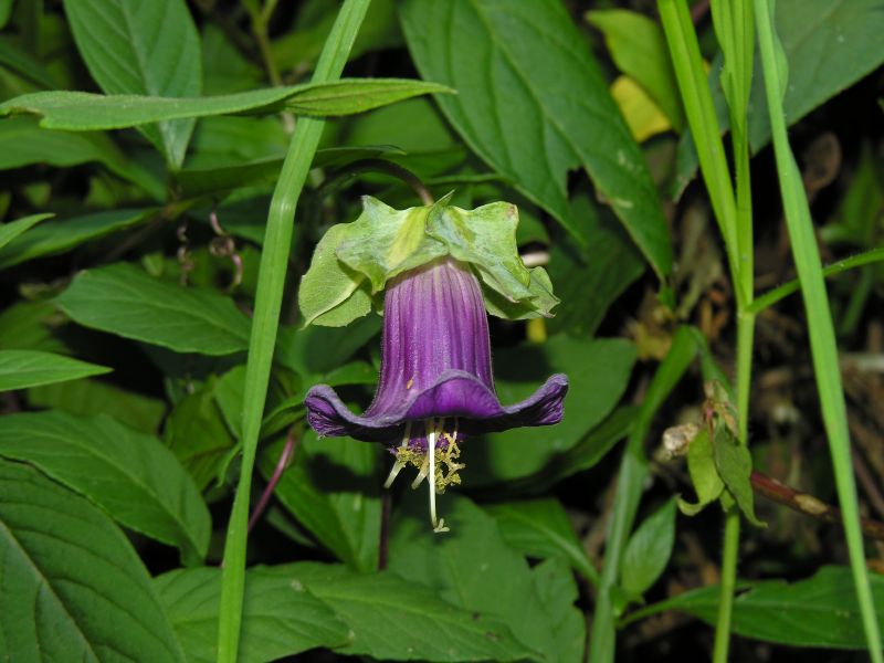 Description of the image