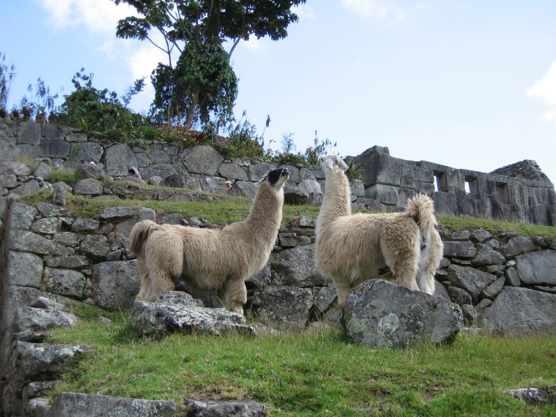 Description of the image