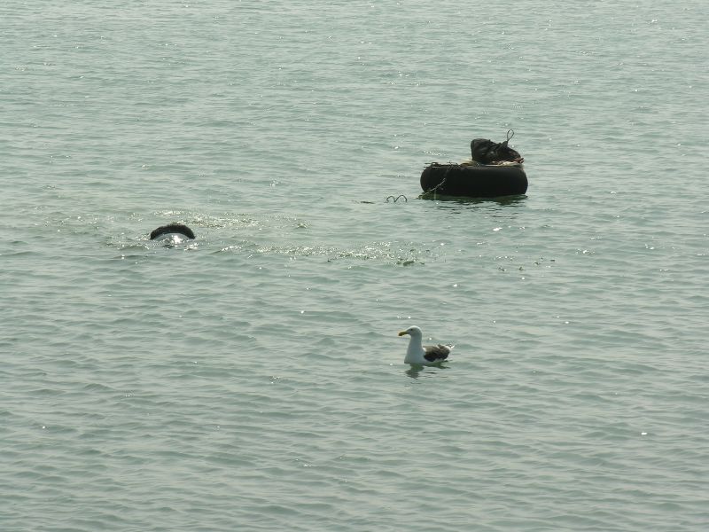 Description of the image