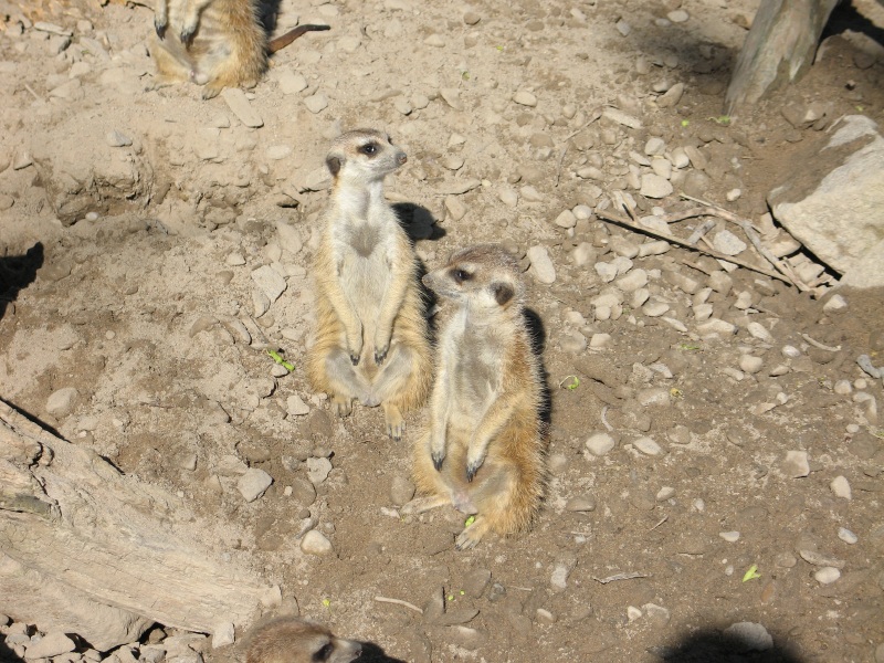 Description of the image