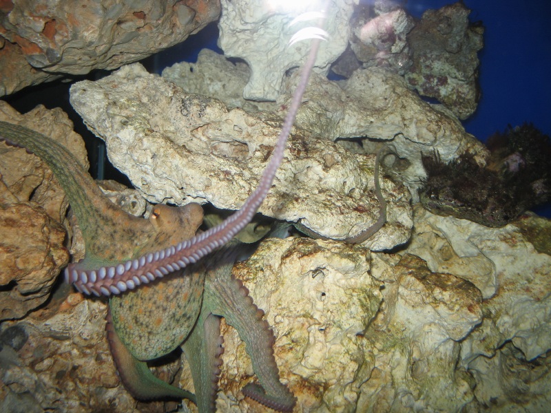 Description of the image