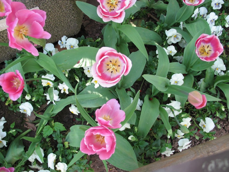 Description of the image