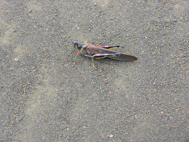 Description of the image