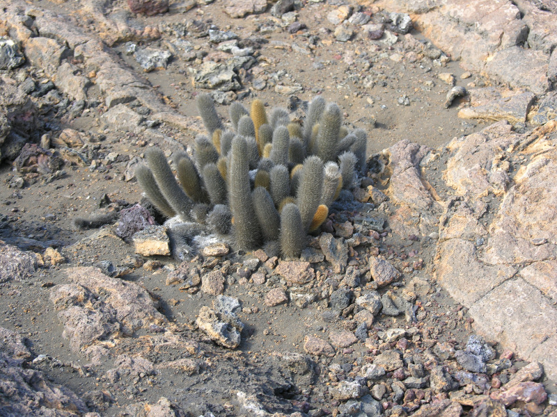 Description of the image
