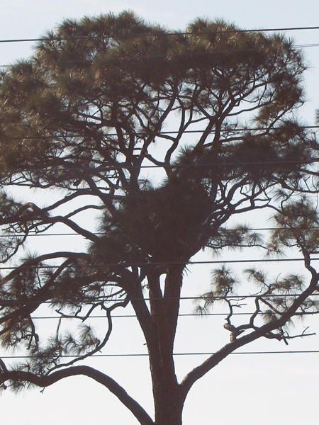 Description of the image