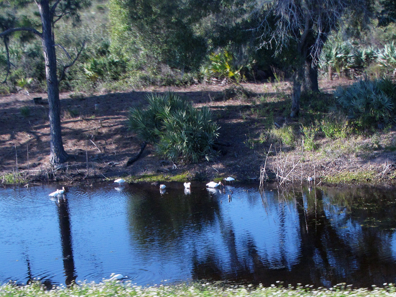 Description of the image