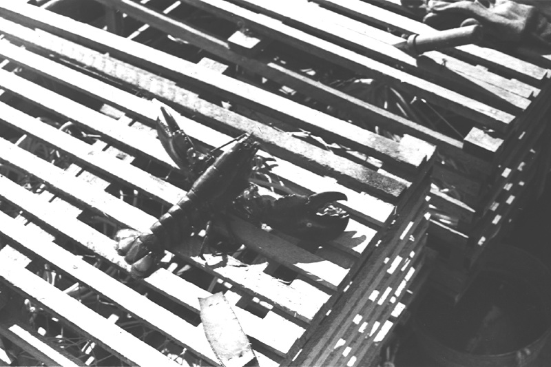 Description of the image