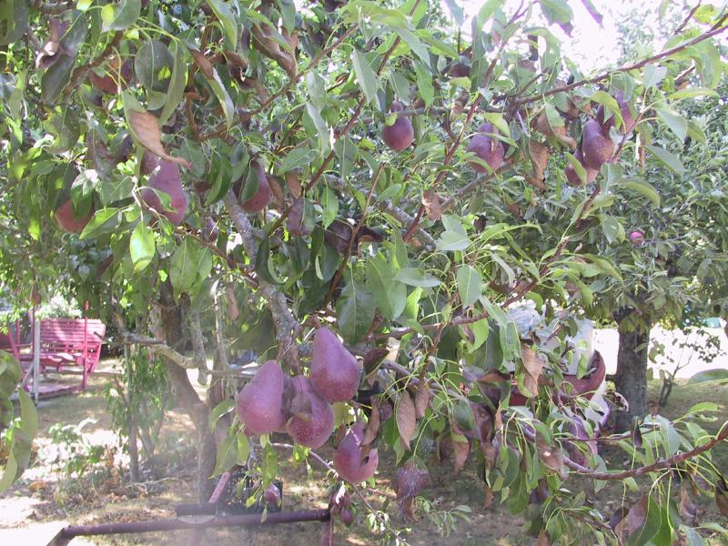 Description of the image