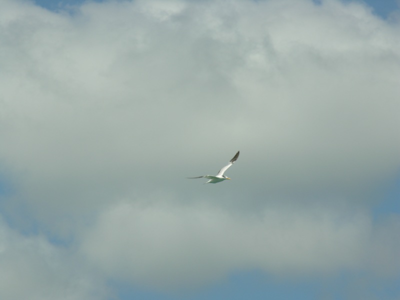 Description of the image