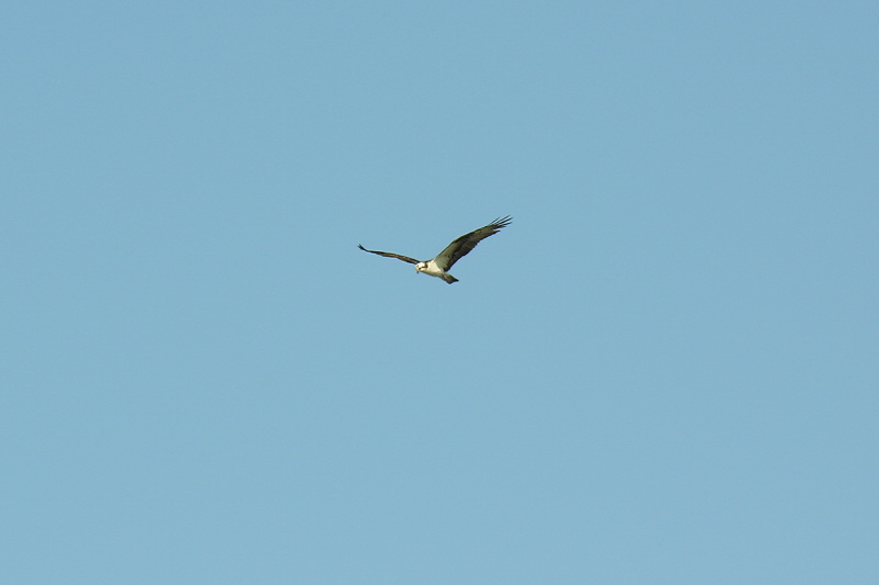 Description of the image