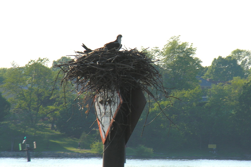 Description of the image