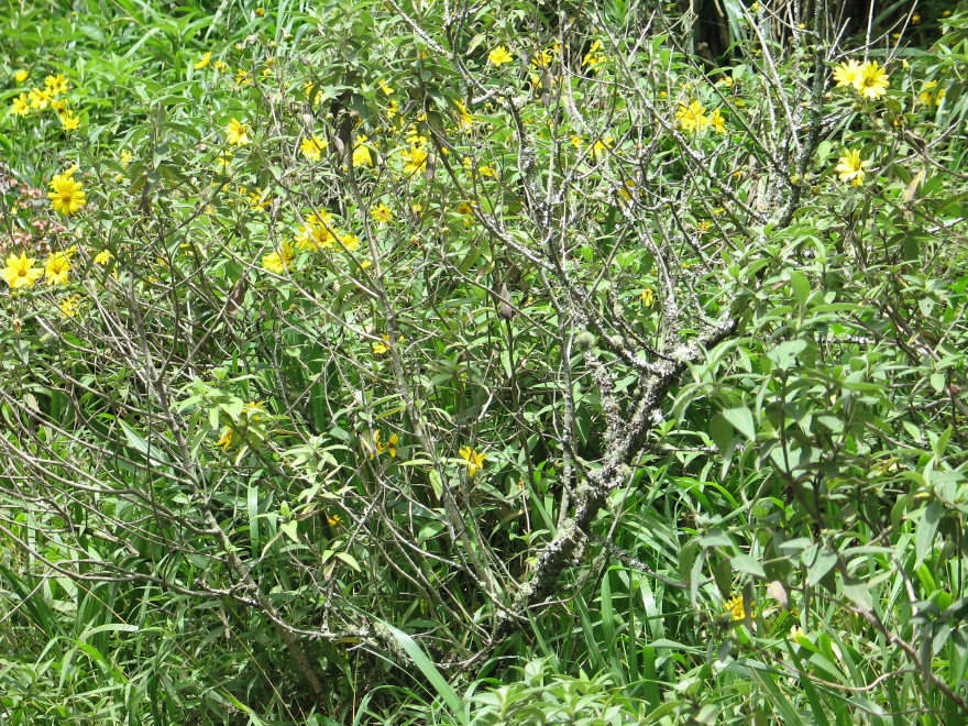 Description of the image