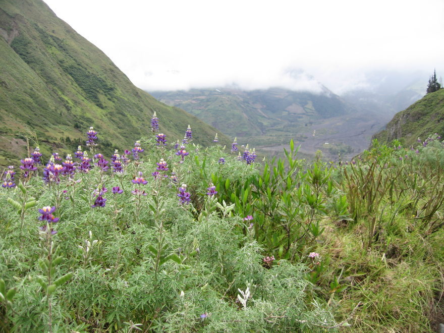 Description of the image