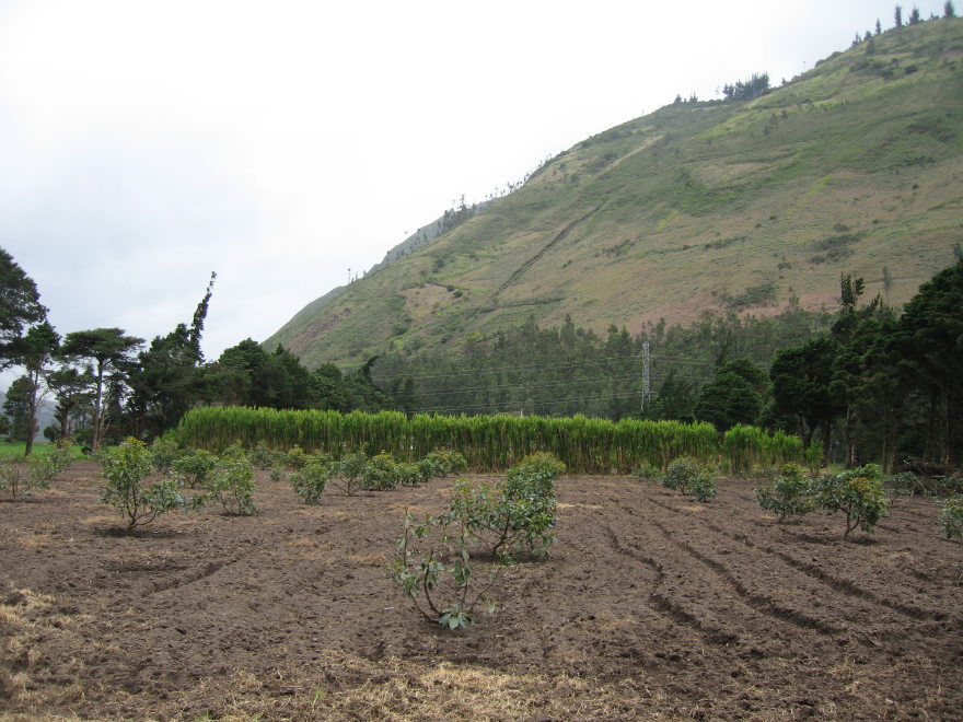 Description of the image